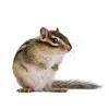 chipmunk