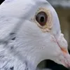 الوفت  عبيس