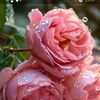 mahsnmahsn728