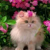 user14207411715527