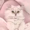 jounjqkpcqd