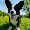 mevagaucorgi