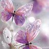 sohail.sahil040