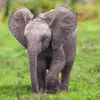 tiere.dht124