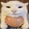 olly_live0