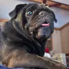 puglord9993