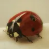 musician.ladybug