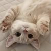 funny_pets2025