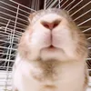 hamham2727
