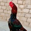 aseel.bird.shop