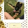 dog.community123