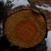 beaver3325