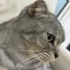 rawrdino12