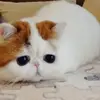chi2zdmkha7e