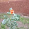 drmanarshehab