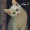 .sagor.bbz