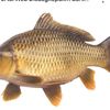 cangkir161