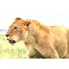 LE ZOO DE TIKTOK @