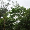 rajibiea