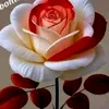 belal.omer6