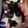 umaaletoriaai4