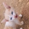 pets.livestock.ug