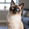 halfhvqracat