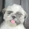 chibby0781