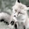white.fox081