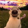Hope Paws