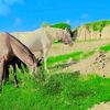 mujahidhussain6523