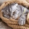 kucing_pilek280184