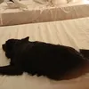giosu._sbuffetto