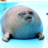 seal.seal.seal20002