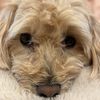 chloecaboodledoodle