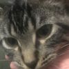 mrmeow7633