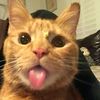 nepoopp_