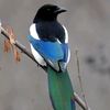birds.ke.dunya5