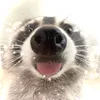 aguselmaspro777