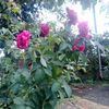 suparno0717