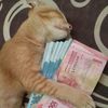 kucing03333