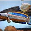channa.limbata70
