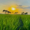 naturalcanvas290