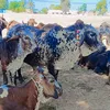 amjadkharal12
