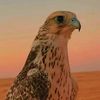 aa3oo4