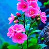 kisor.kumar066