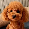 papo.dog6