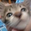 viee.meow