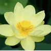 Mặt trời nhỏ☘️☘️☘️