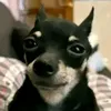 pyzarekk